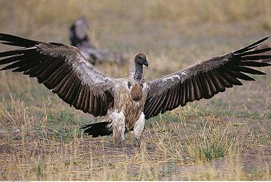 2024日本游戏大奖获奖名单公布 《塞尔达传说：王国之泪》斩获年度大奖